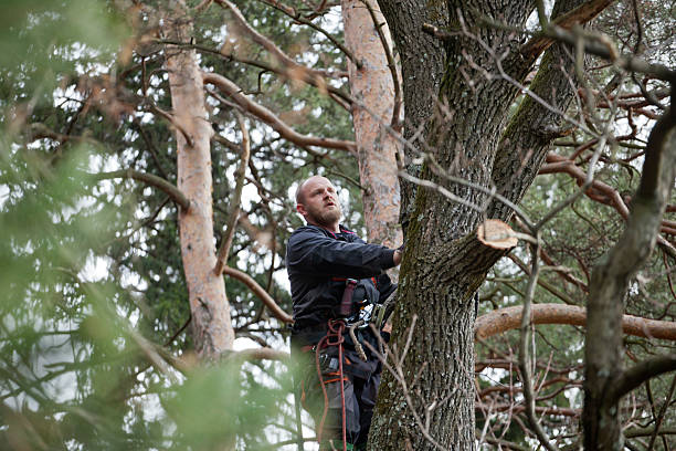 Professional Tree Care in Alburtis, PA